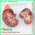 SELL 12433 Life Size Normal Kidney Anatomy Model, Anatomy Urinary Kidney Model